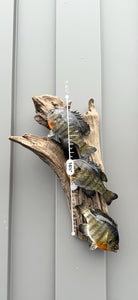 Real Skin Beautiful Sunfish Fish Taxidermy Wall Mount