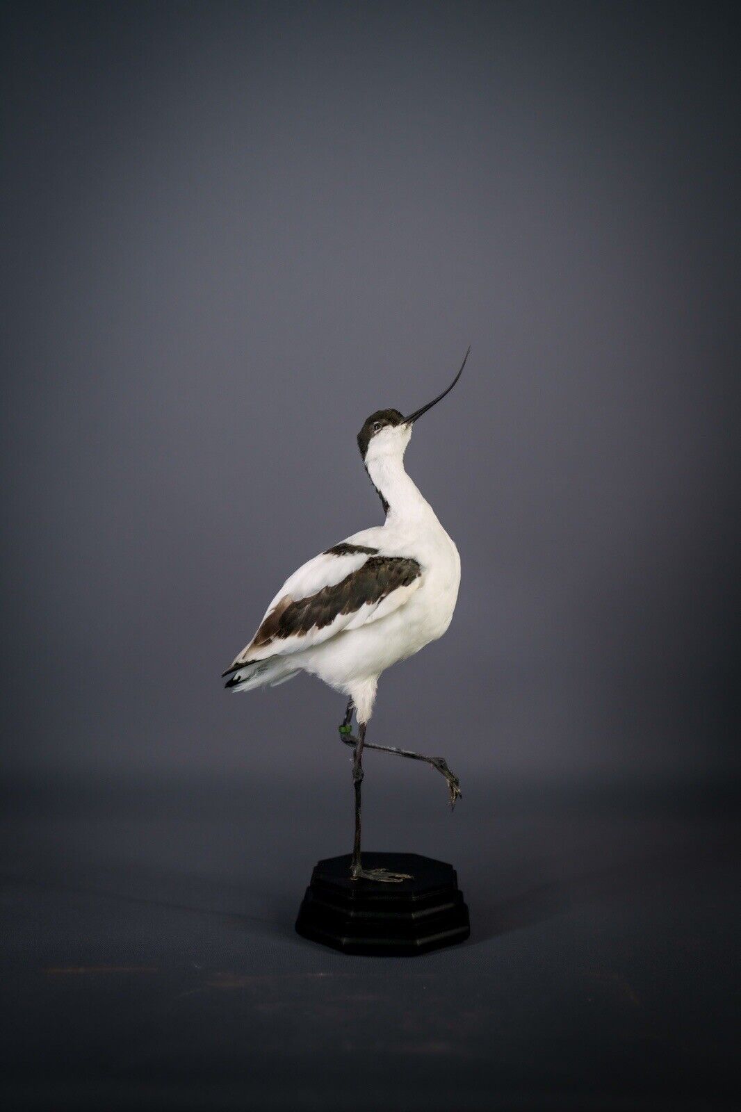 Beautiful Taxidermy Bird Pied Avocet Mount | Wooden Base Rare