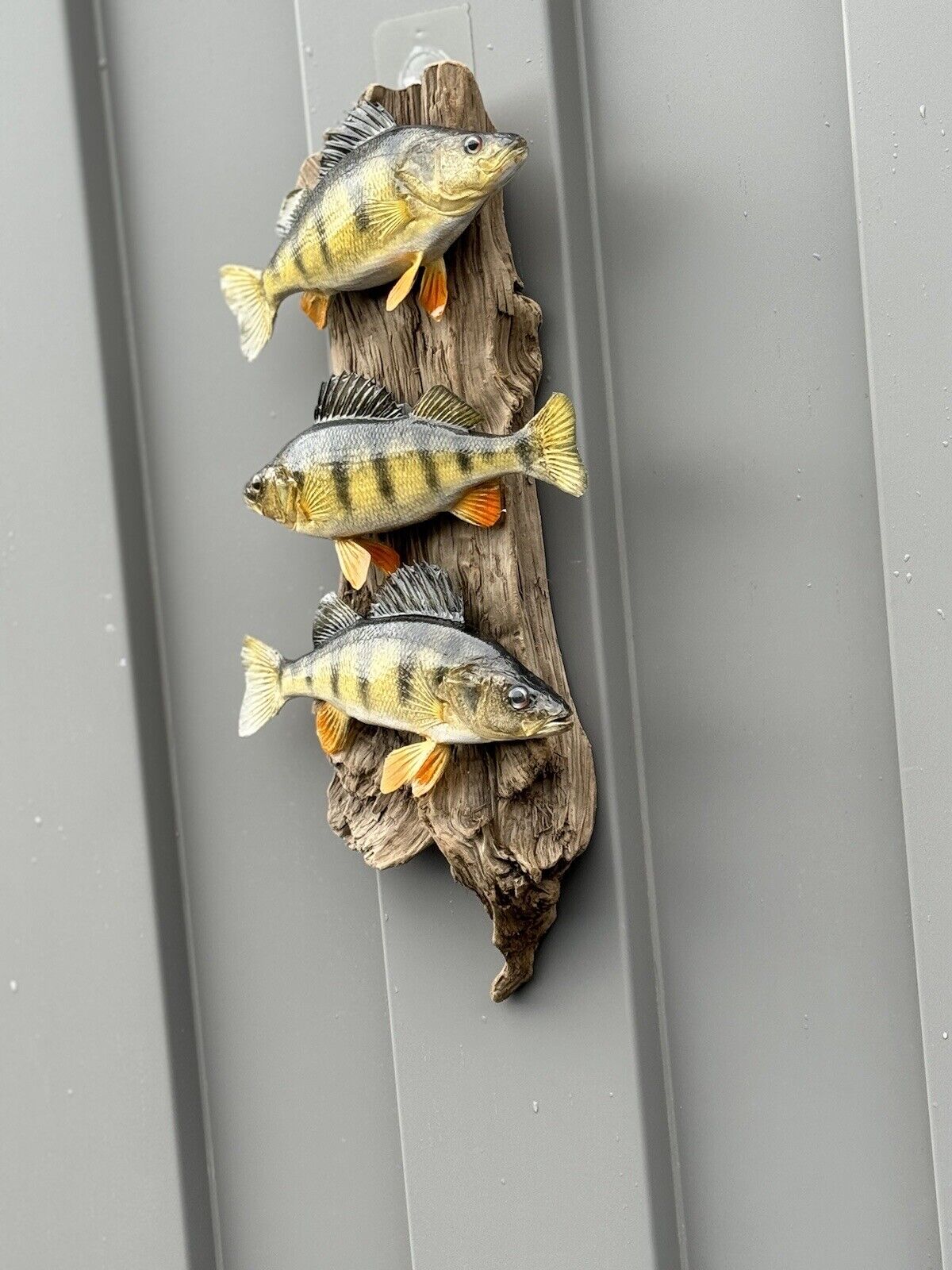 Beautiful Perch Fish Taxidermy Wall Mount Art Wildlife