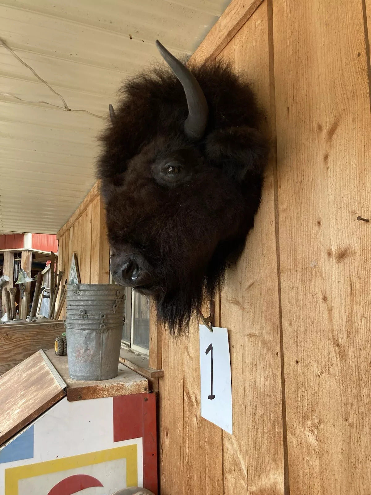 Real Buffalo / Bison Head Taxidermy Mount New Neck Mount (you Get One Pictured)