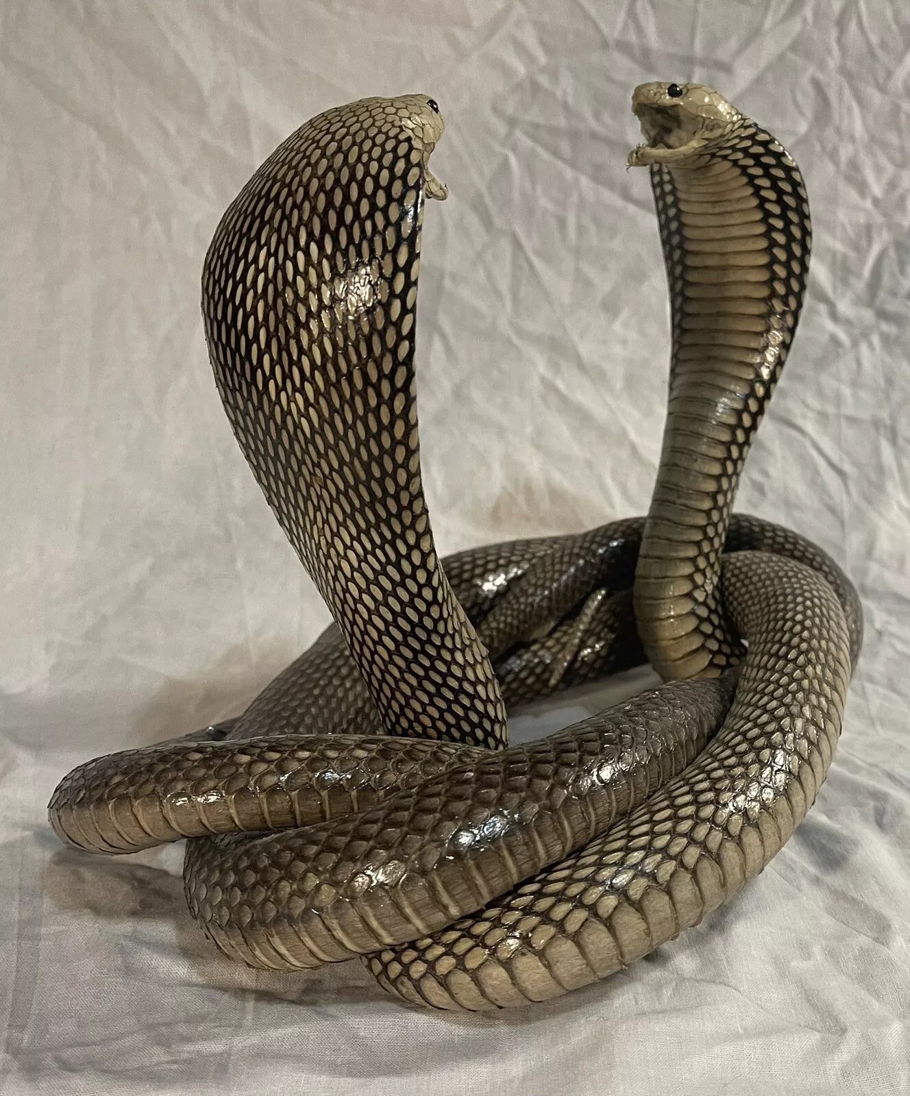 Beautiful Double Cobra Snake Taxidermy