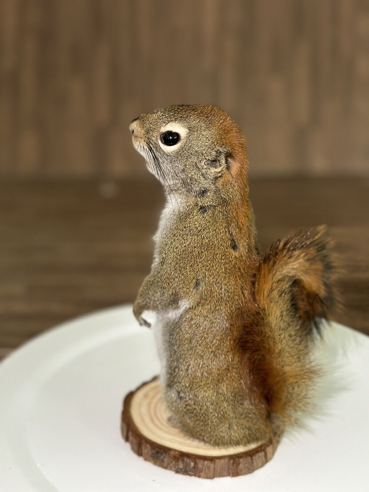 Beautiful Adorable Red Squirrel Small Animal Taxidermy Mount Art Wildlife 12S