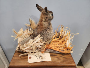 Taxidermy, CUTE, SOFT, Cottontail Rabbit, Easter Bunny Log Cabin Lodge