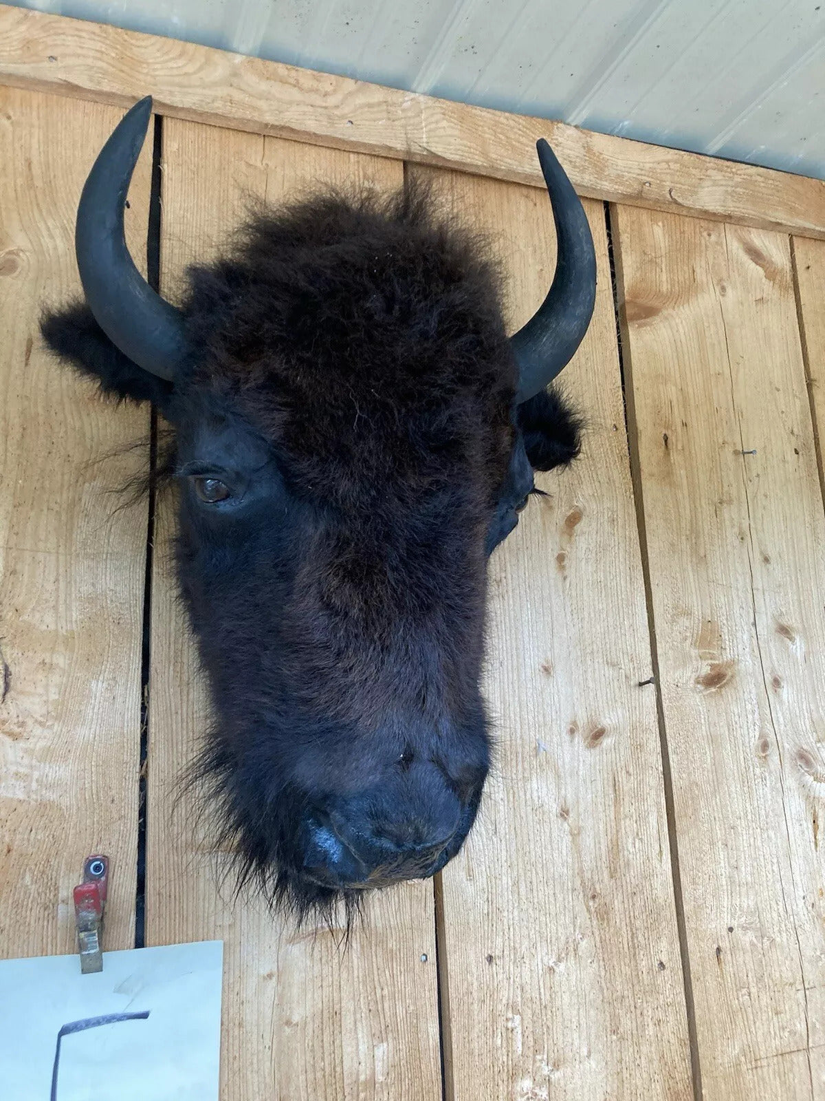 Real Buffalo / Bison Head Taxidermy Mount New Neck Mount (you Get One Pictured)