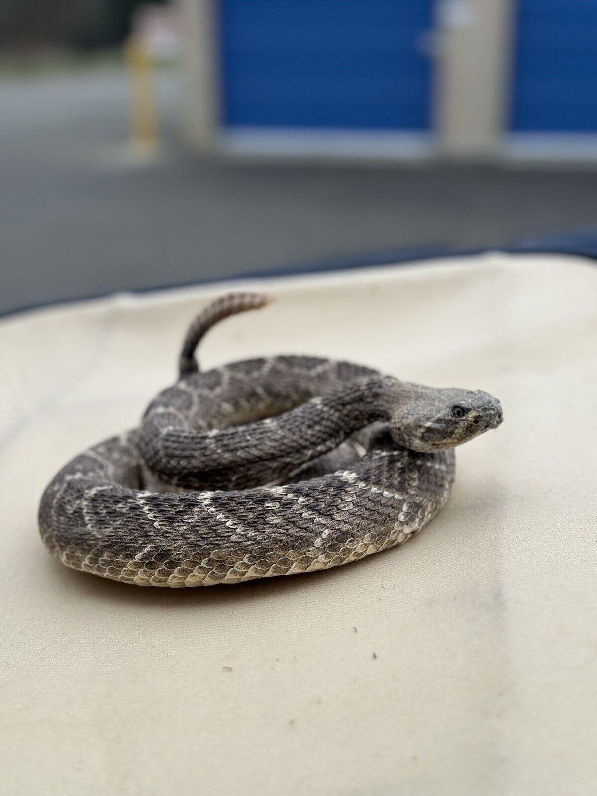 Large Real Rattle Snake Taxidermy Mount