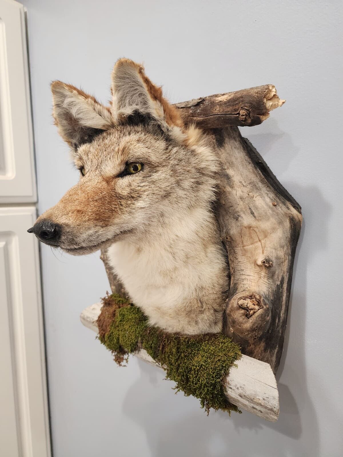 New Coyote Den Taxidermy Mount