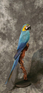 Blue and gold macaw bird taxidermy mount