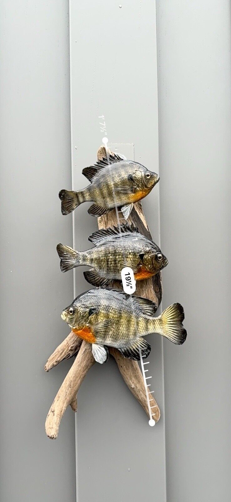 Real Skin Beautiful Sunfish Fish Taxidermy Wall Mount