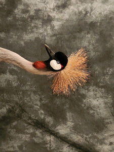 GREY-CROWNED CRANE TAXIDERMY BIRD MOUNT Beautiful Feathers
