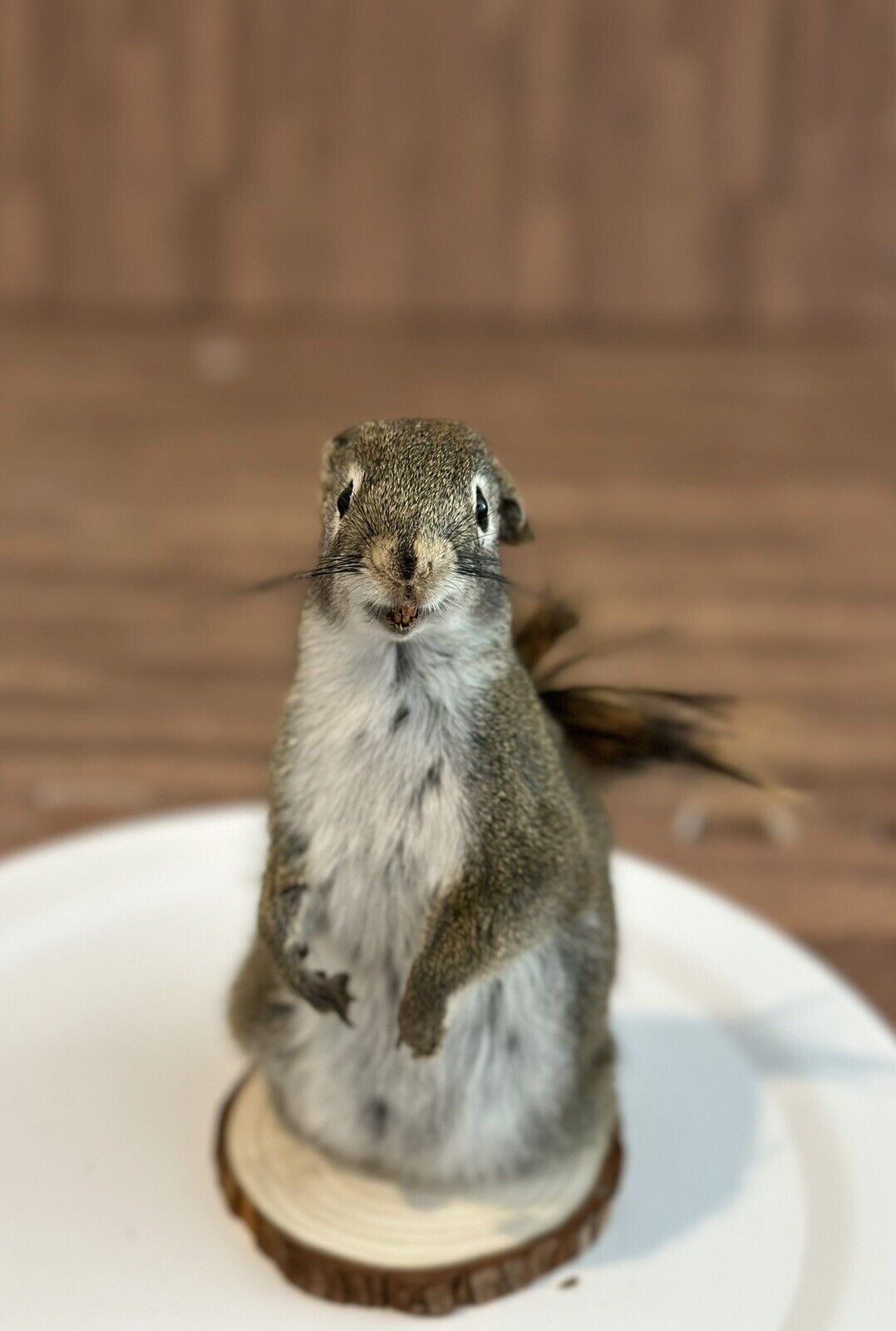 Beautiful Adorable Red Squirrel Small Animal Taxidermy Mount Art Wildlife 12S