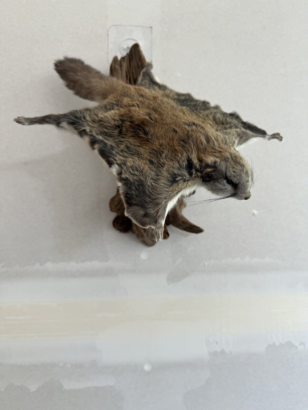 Beautiful Adorable Flying Squirrel Small Animal Taxidermy Mount Art Wildlife #7