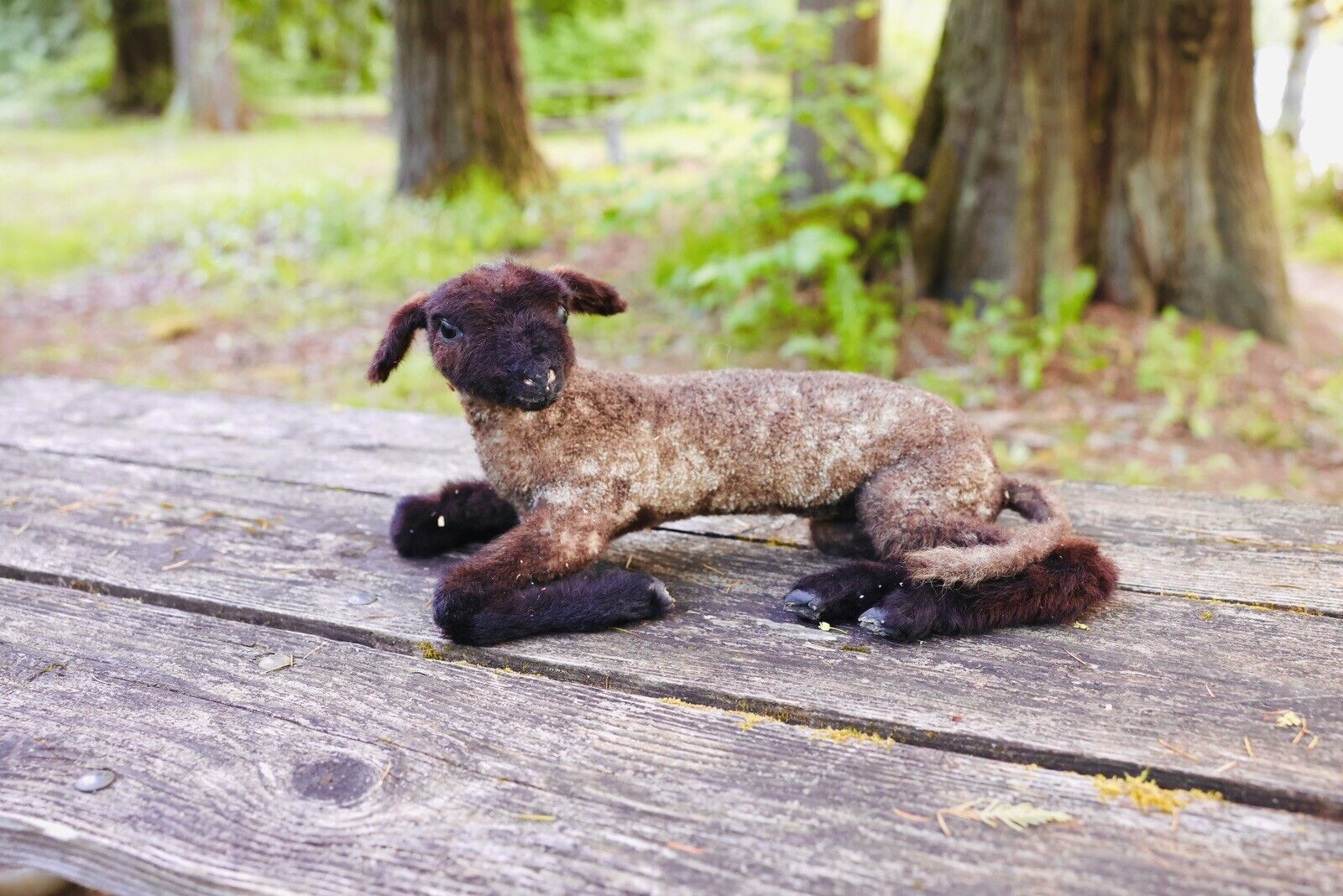 Beautiful black Baby Lamb, full body New Mount Decor Taxidermy