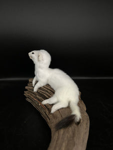 Beautiful Adorable Weasel Ermine Small Animal Taxidermy Mount Art Wildlife 17W