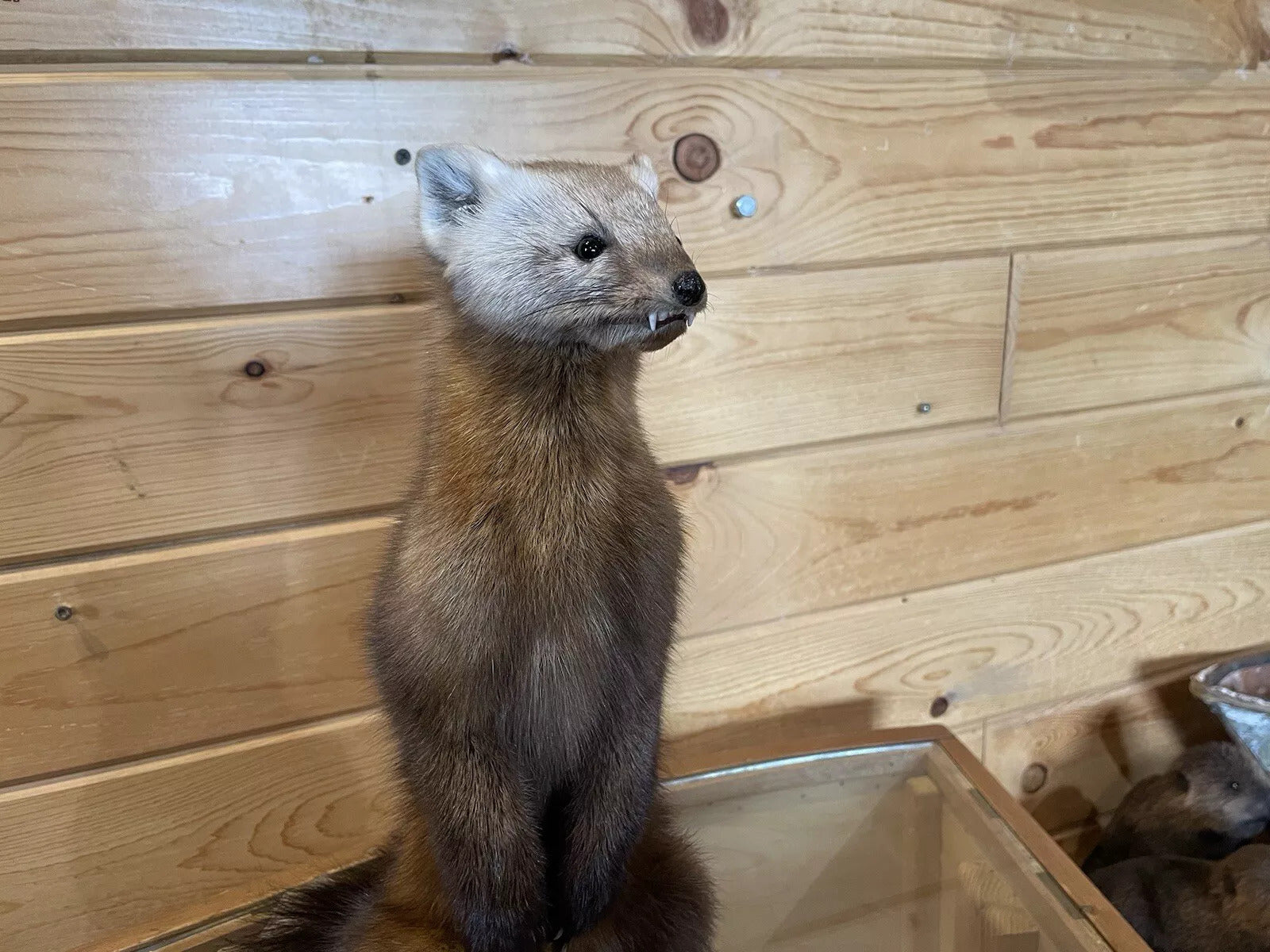 Pine Marten Alaskan Life Size Taxidermy Mount