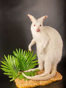 White wallaby Kangaroo Taxidermy Mount