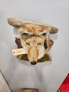 New Coyote Den Taxidermy Mount