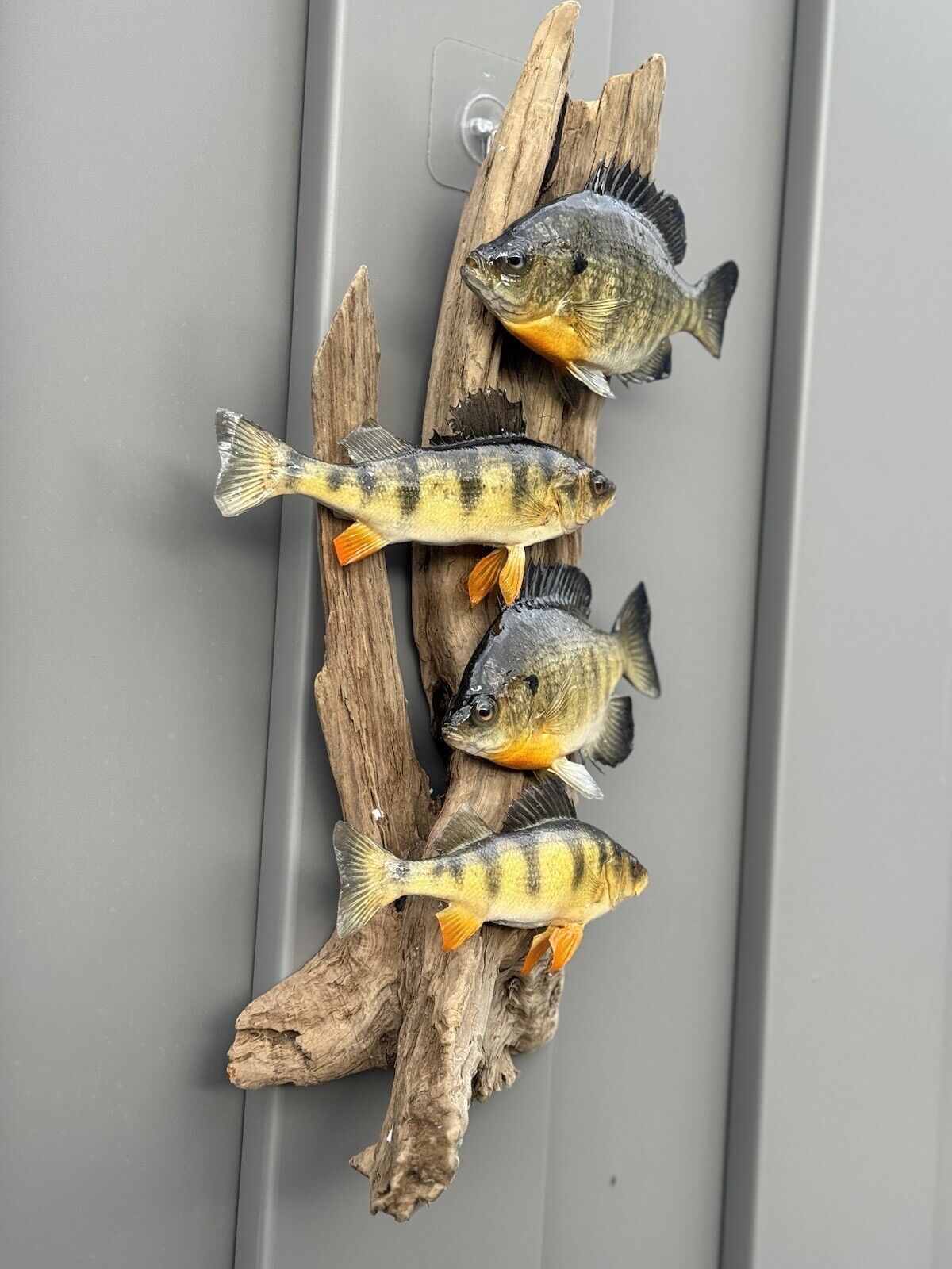 Real Skin Beautiful Sunfish Fish Taxidermy Wall Mount