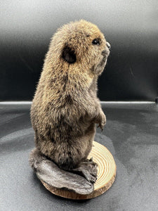 Beautiful Adorable Baby Beaver Kit Taxidermy Mount Art Wildlife 13B