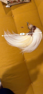Super Rare Baby Long Tail Bird Of Paradise Taxidermy Mount