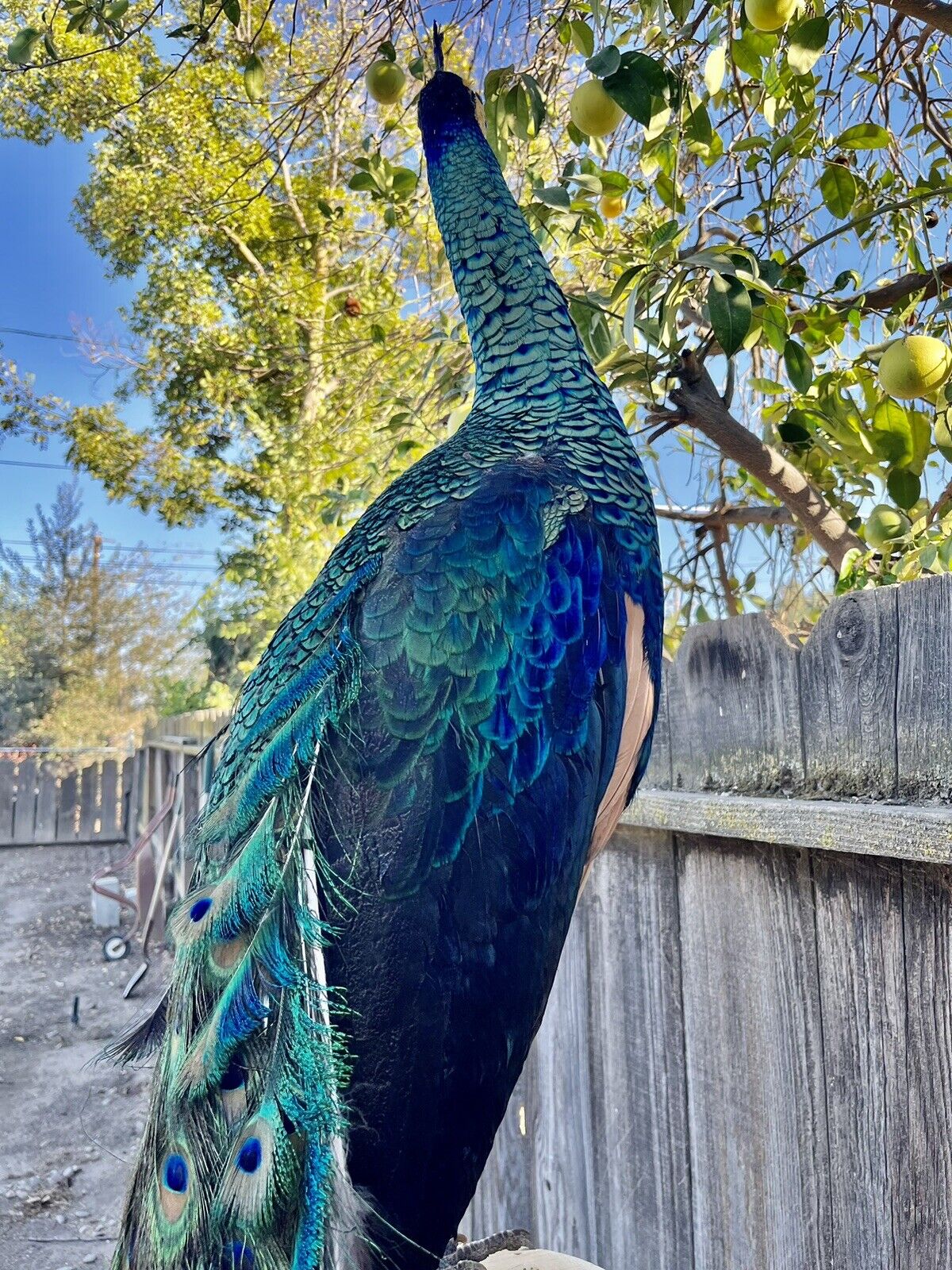 Museum quality ultra rare Java PEACOCK Taxidermy Mount