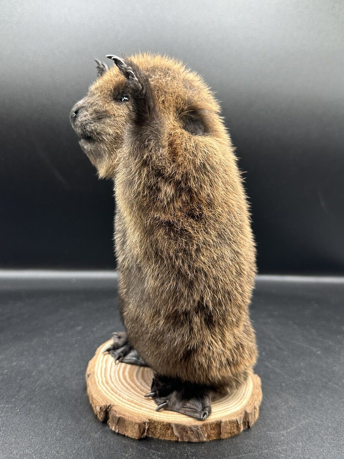 Beautiful Adorable Baby Beaver Kit Taxidermy Mount Art Wildlife 15B