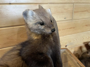 Pine Marten Alaskan Life Size Taxidermy Mount