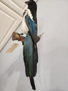 Beautiful Eurasian Magpie (Pica pica) Bird Taxidermy Mount