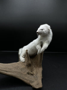 Beautiful Adorable Weasel Ermine Small Animal Taxidermy Mount Art Wildlife 11W