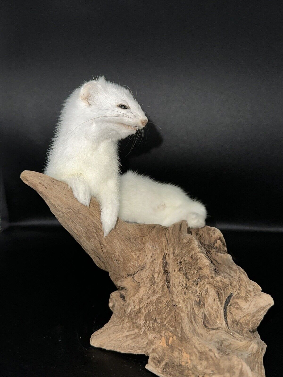 Beautiful Adorable Weasel Ermine Small Animal Taxidermy Mount Art Wildlife 20W