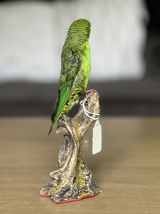 Green barred parakeet taxidermy Mount 9 Inch Tall