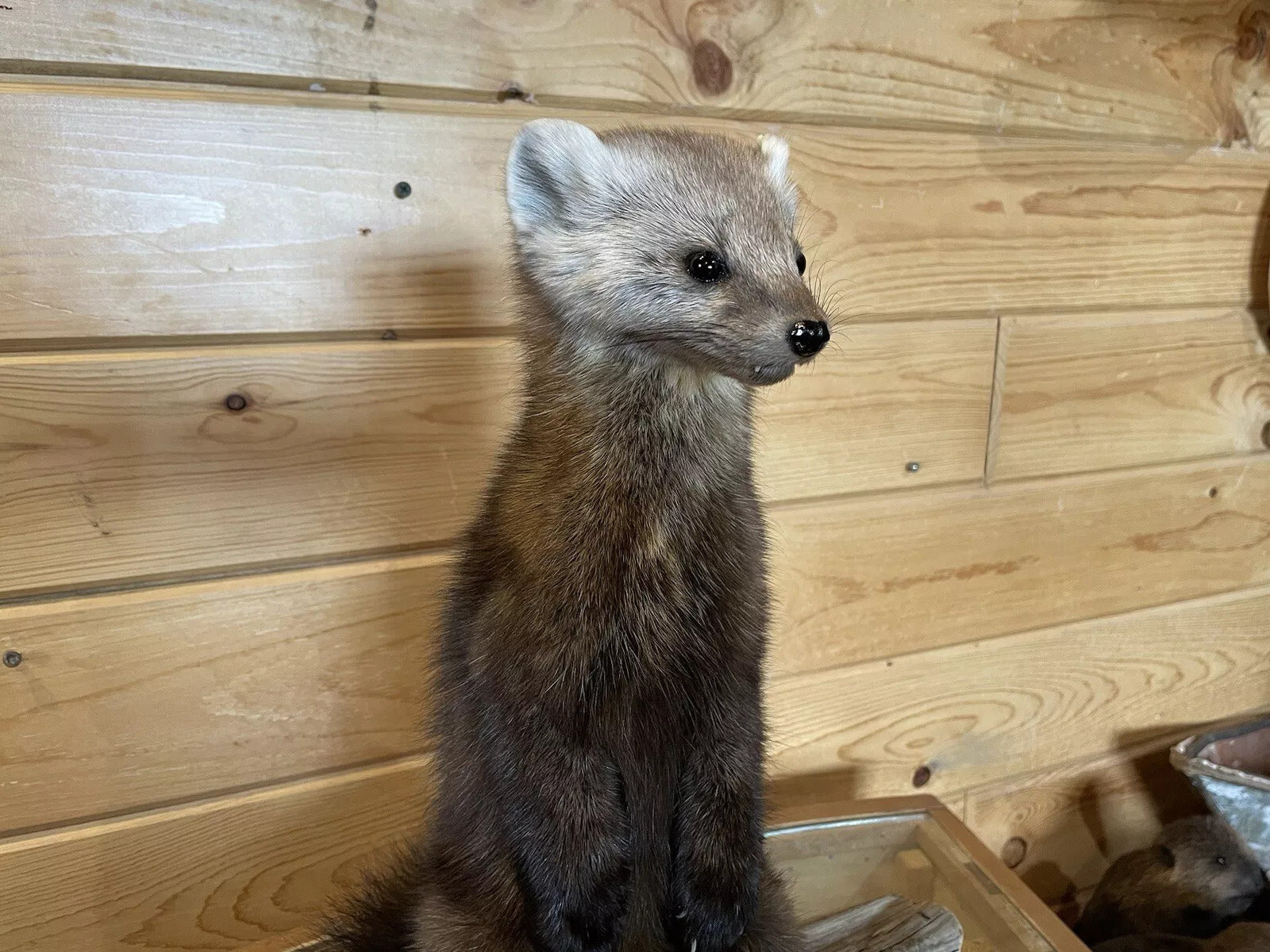 Pine Marten Alaskan Life Size Taxidermy Mount