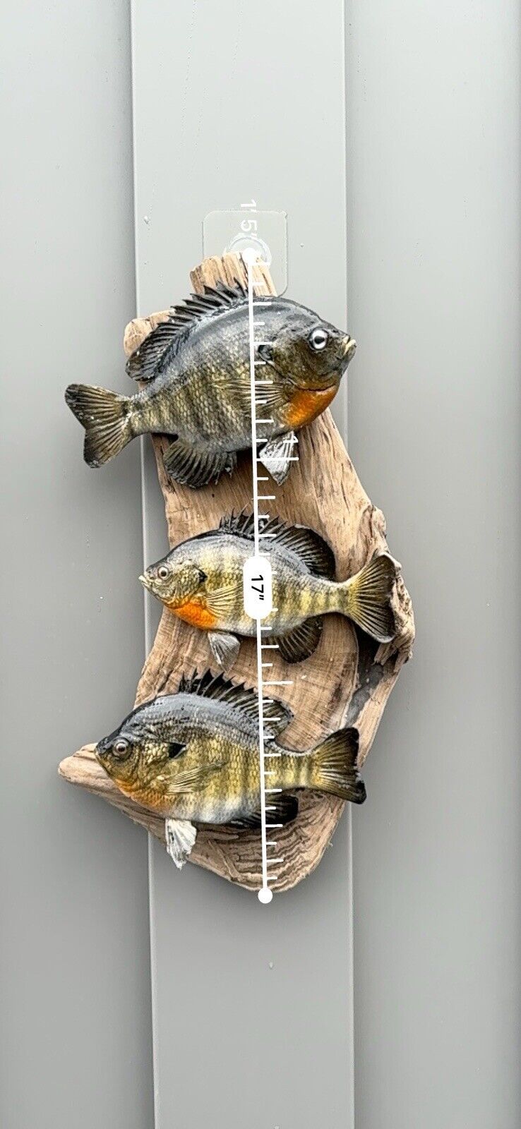 Real Skin Beautiful Sunfish Fish Taxidermy Wall Mount