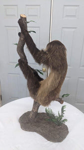 New Excellent Adult Sloth Taxidermy Table Mount Full Body