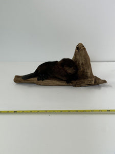 Beautiful Adorable Baby Beaver Kit Taxidermy Mount Art Wildlife #8