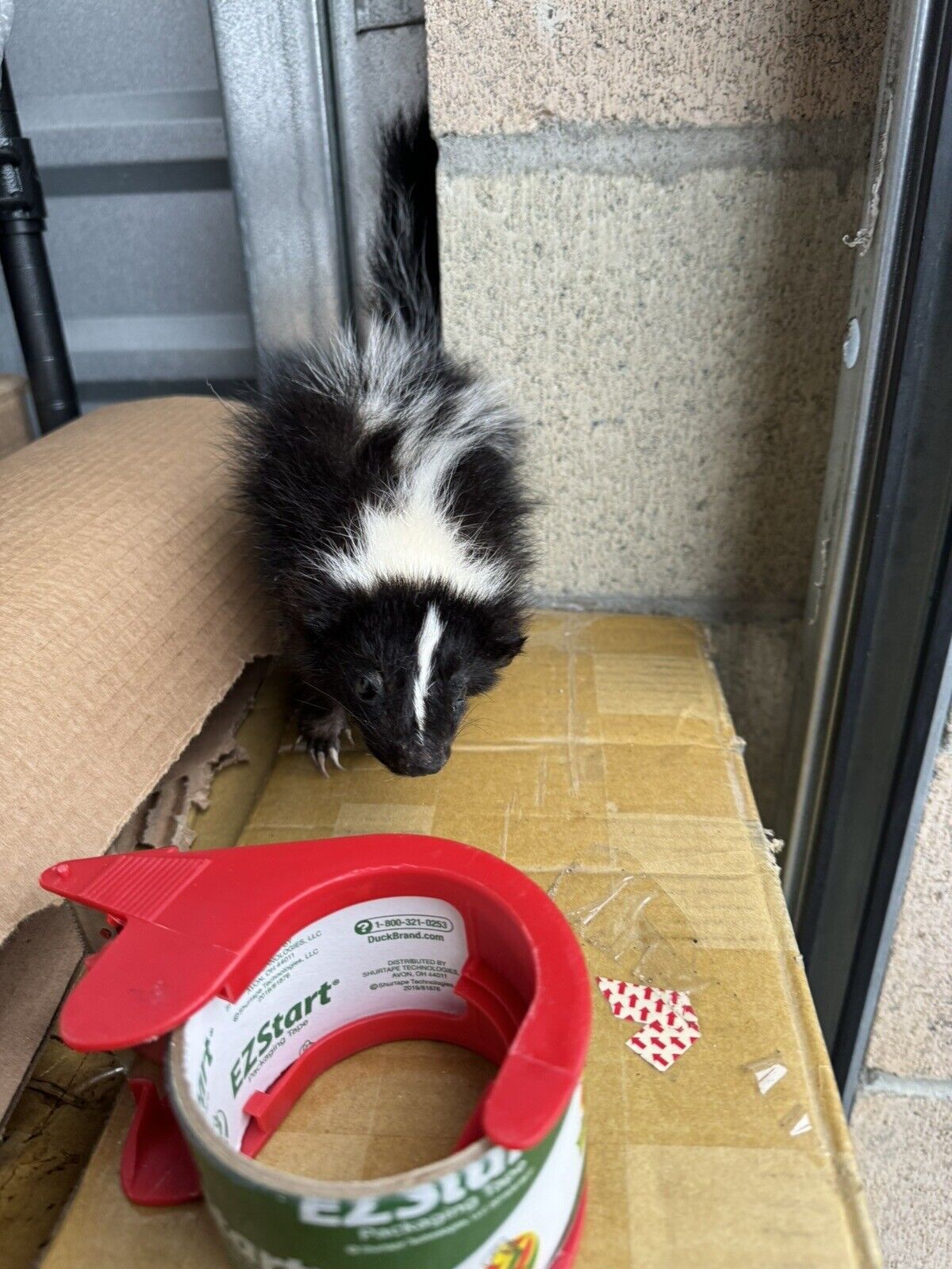 skunk baby taxidermy mount