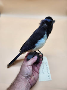 Plush crested jay Bird Mount Taxidermy