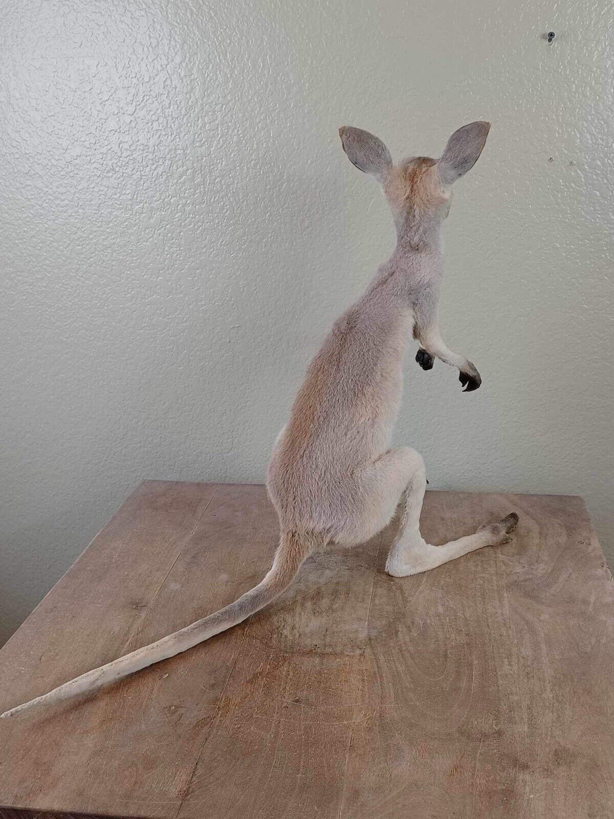 Baby Kangaroo Taxidermy Mount