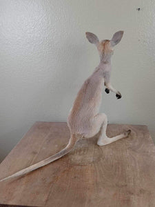 Baby Kangaroo Taxidermy Mount