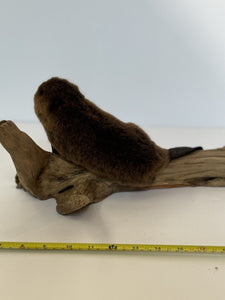 Beautiful Adorable Baby Beaver Kit Taxidermy Mount Art Wildlife #2