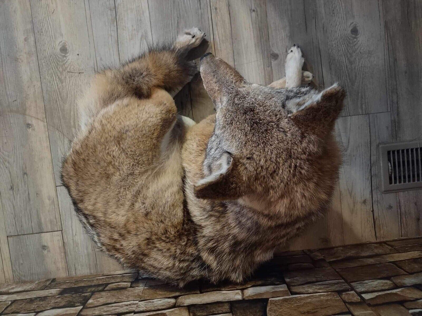 Coyote Taxidermy Custom Full Body Mount Home Camp Wall Decor Hunting Cabin