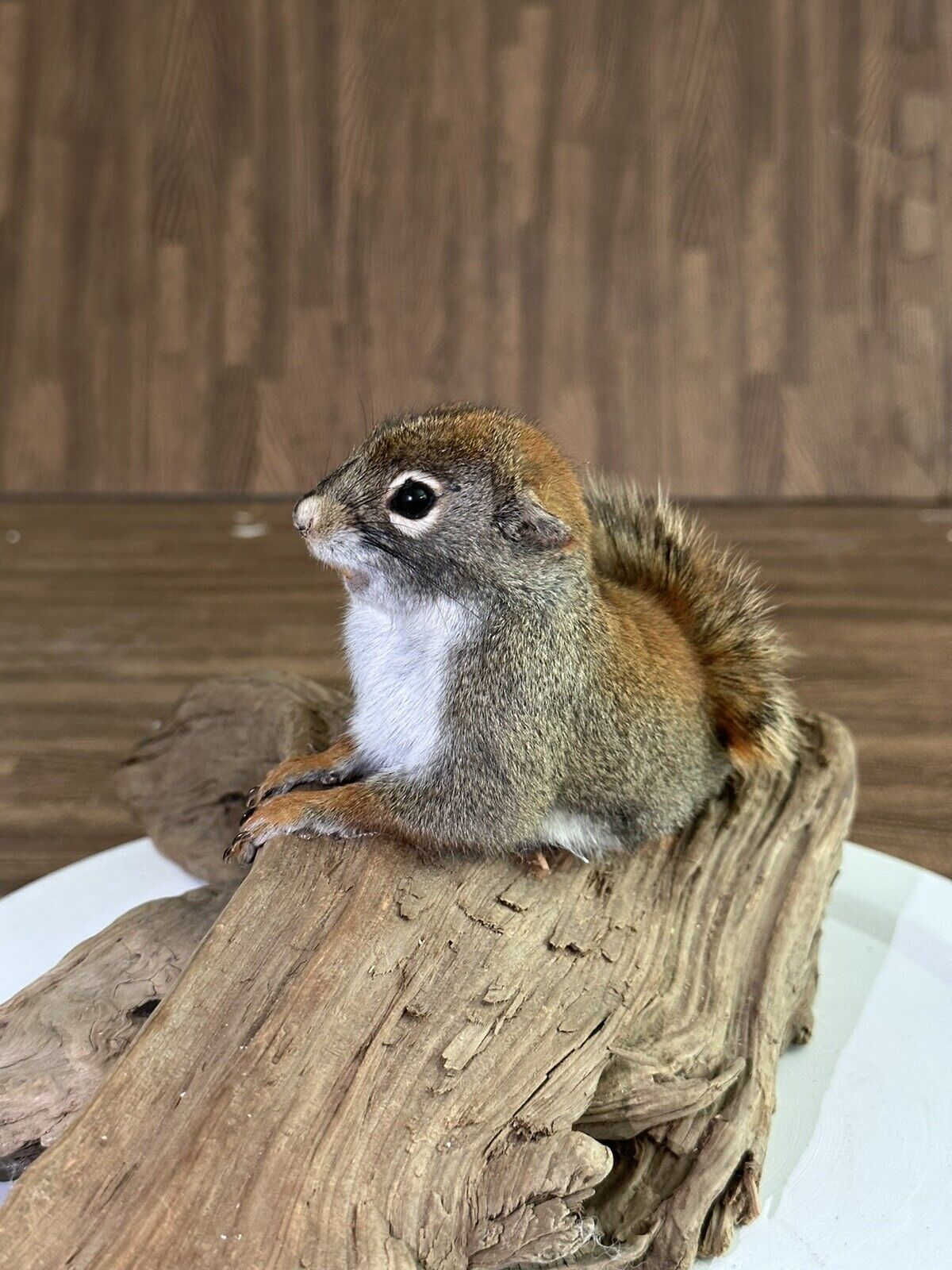 Beautiful Adorable Red Squirrel Small Animal Taxidermy Mount Art Wildlife 19S