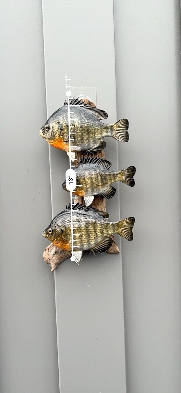 Real Skin Beautiful Sunfish Fish Taxidermy Wall Mount