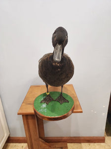 Beautiful Paradise shelduck Bird Taxidermy Mount