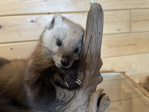 Pine Marten Alaskan Life Size Taxidermy Mount