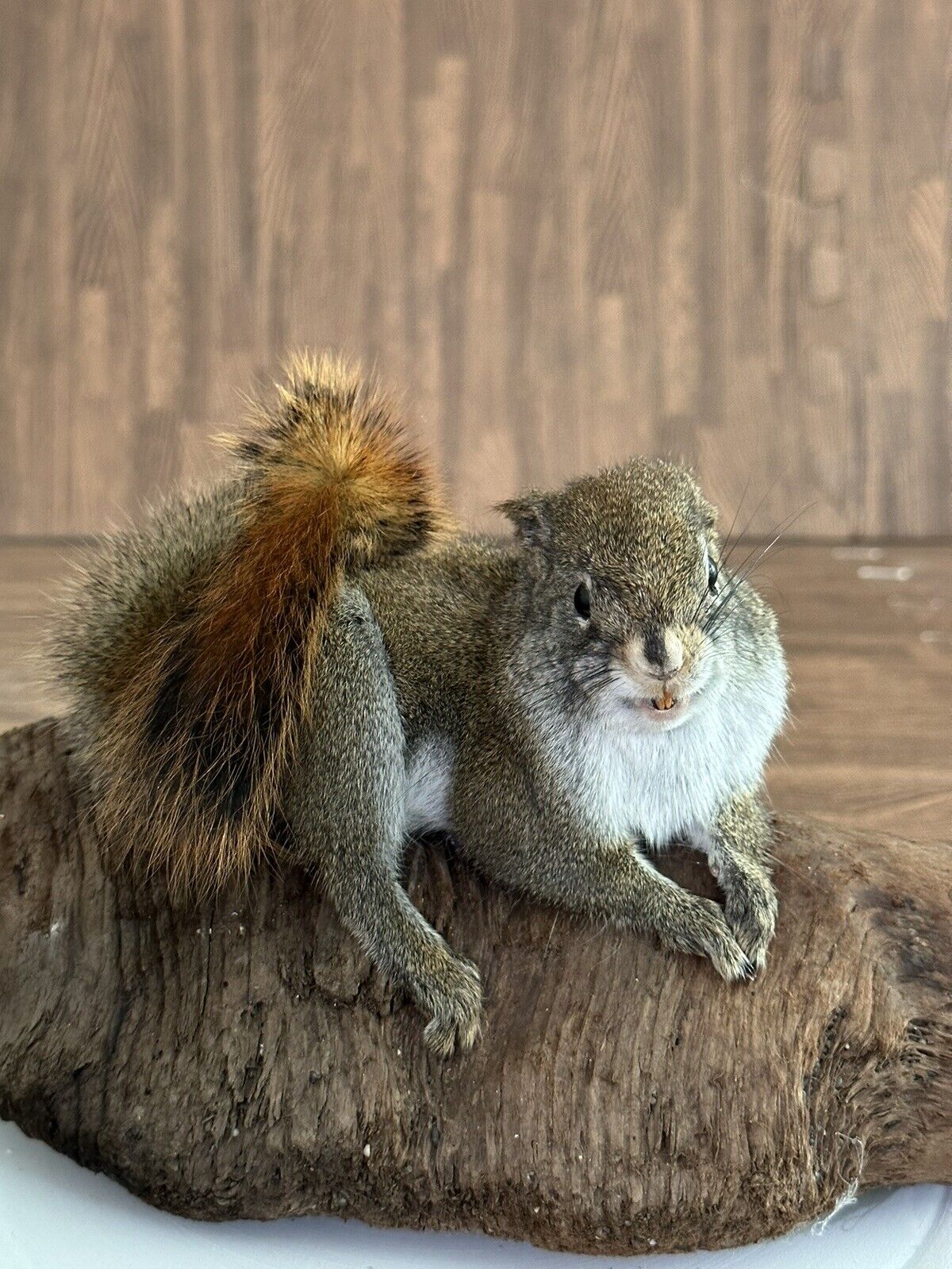 Beautiful Adorable Red Squirrel Small Animal Taxidermy Mount Art Wildlife 18S