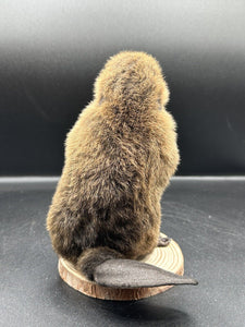 Beautiful Adorable Baby Beaver Kit Taxidermy Mount Art Wildlife 11B