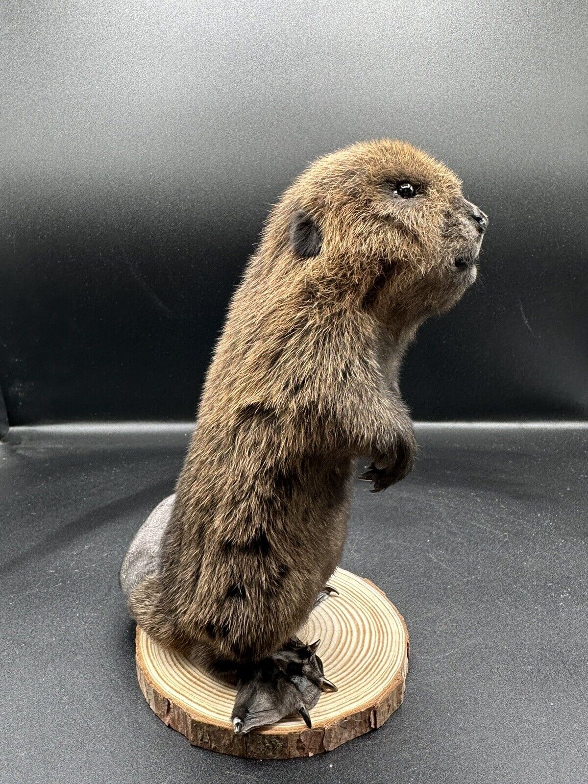 Beautiful Adorable Baby Beaver Kit Taxidermy Mount Art Wildlife 14B