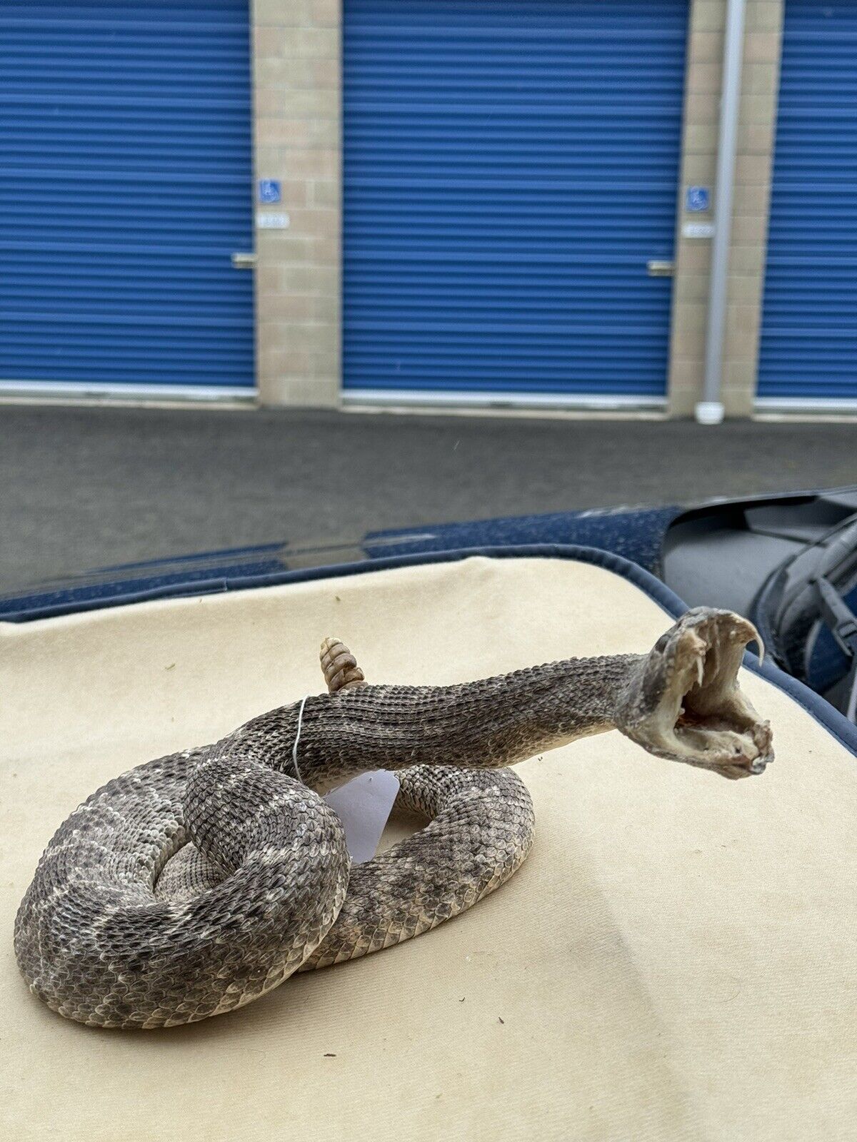 Large Real Rattle Snake Taxidermy Mount