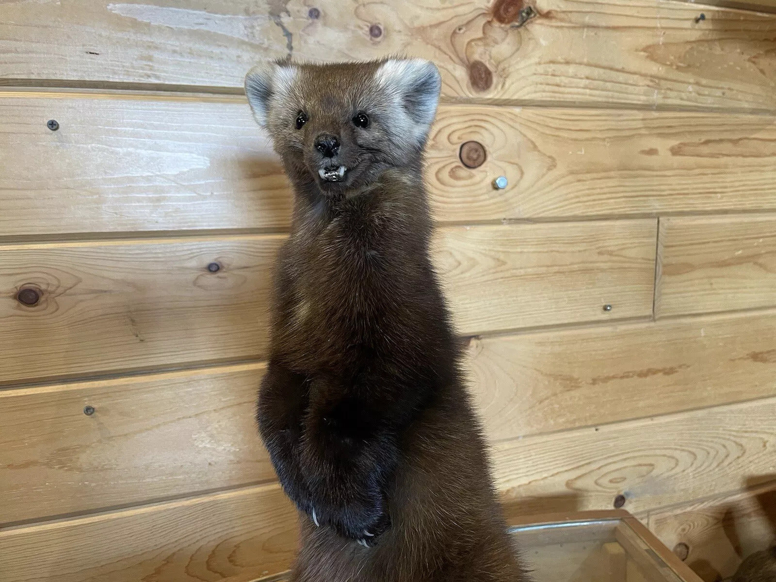 Pine Marten Alaskan Life Size Taxidermy Mount