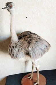 Museum Quality Ostrich Taxidermy Mount